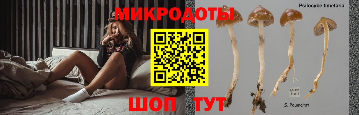 Галлюциногенные грибы Psilocybe  Вход с VPN  Галлюциногенные грибы Psilocybe  Октябрьский 